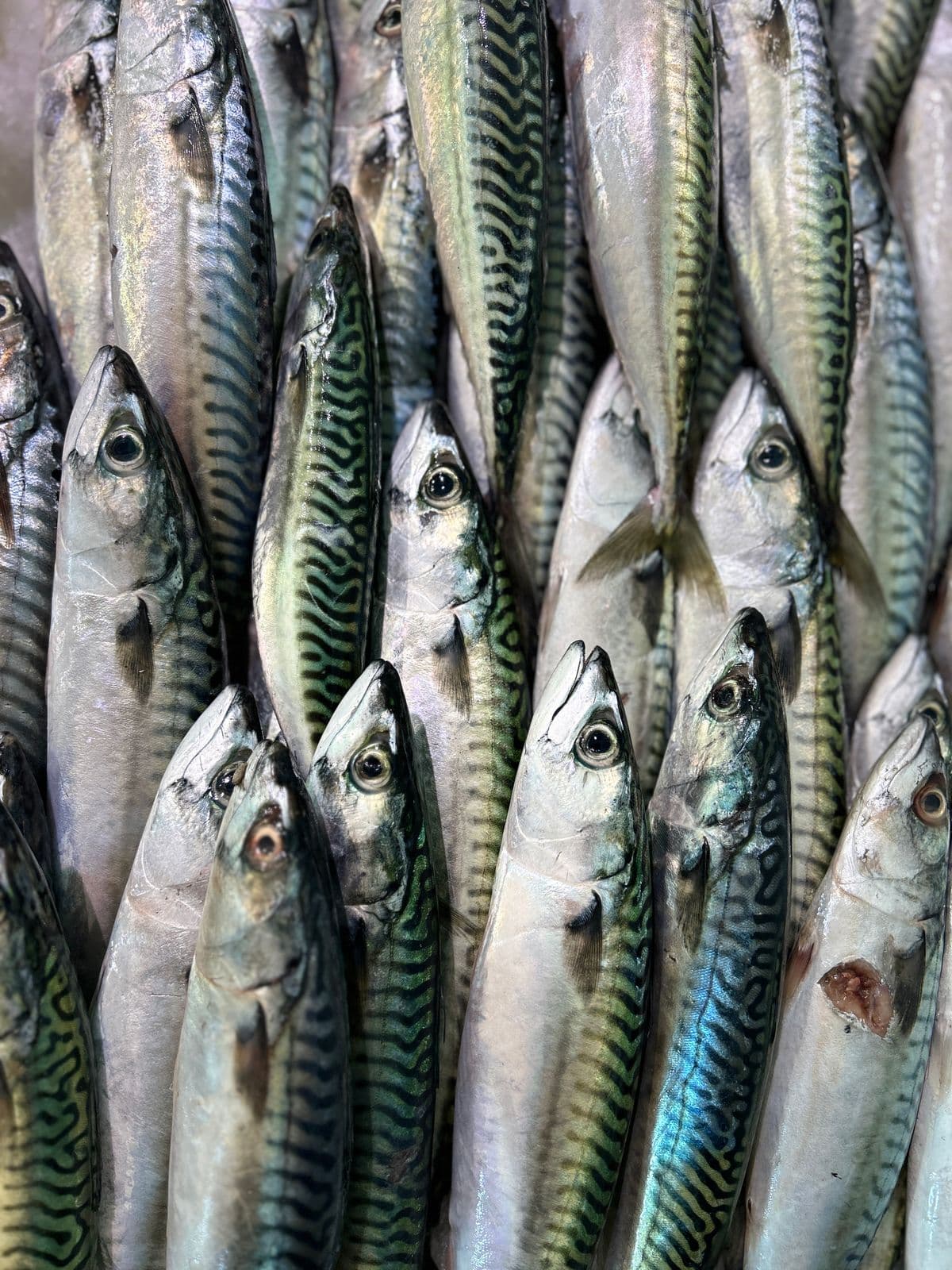 Friske makreller lagt tæt side om side på en fiskedisk